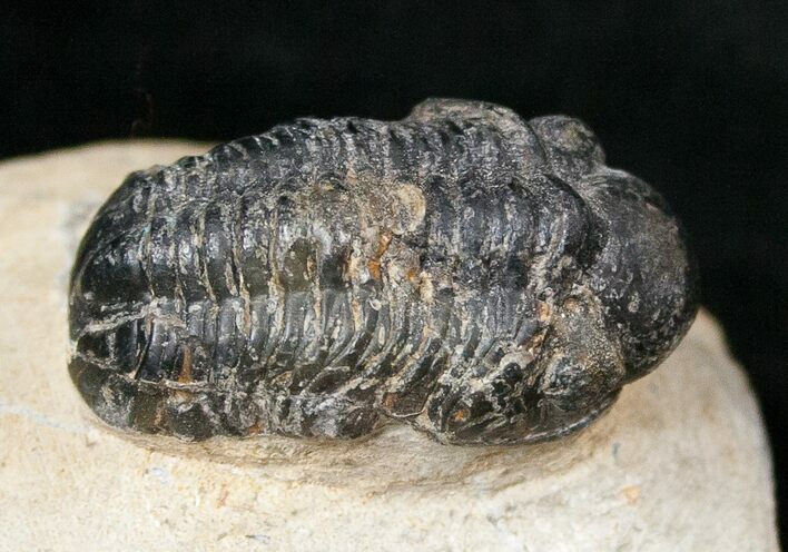 Bargain Reedops Trilobite Fossil - Long #15475
